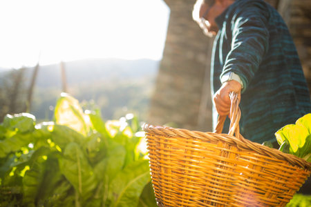 A person holding a wicker basket in an outdoor garden during a sunny dayの写真素材