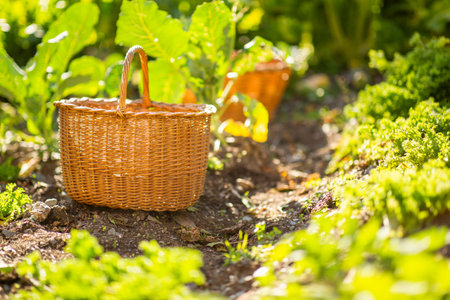 A wicker basket resting on a dirt path in a lush vegetable gardenの写真素材