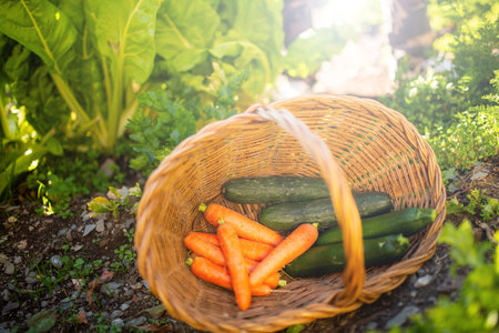 A wicker basket filled with fresh carrots, cucumbers and zucchini placed in a garden, surrounded by large green plantsの写真素材