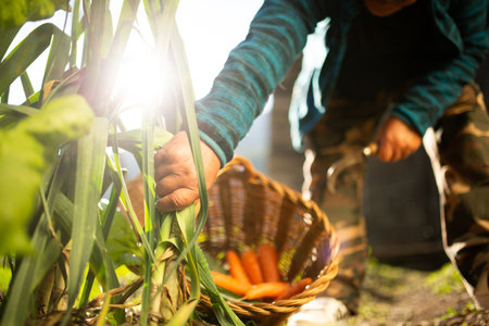 A person harvesting vegetables in a garden while a wicker basket filled with freshly picked carrots rests on the groundの写真素材