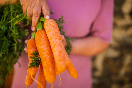 Close-up of a person holding a fresh bunch of bright orange carrots with green topsの写真素材