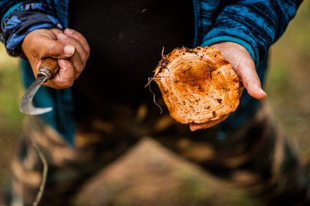 Close-up of a person holding a large, freshly harvested wild mushroom in one hand and a curved knife in the otherの写真素材