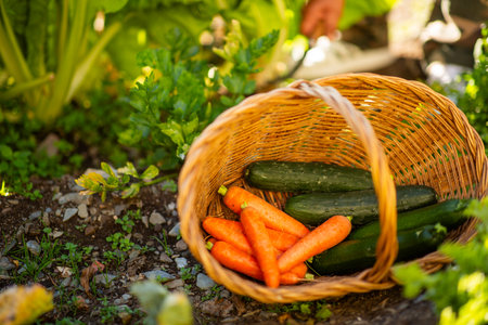 A wicker basket filled with freshly picked carrots, cucumbers and zucchini placed on the ground in a gardenの写真素材