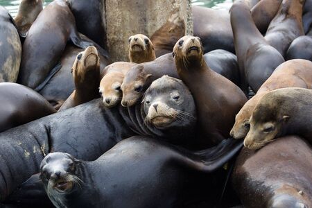 Sealion family sleepng on a pierの写真素材