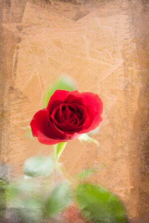 A textured background with a rose adomments.の写真素材