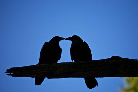 Kissing Crows Silhouette in Yosemite National Parkの写真素材
