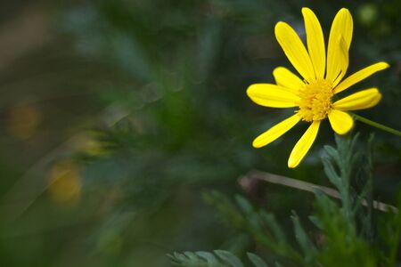 Single Daisy and Crazy Bokehの写真素材