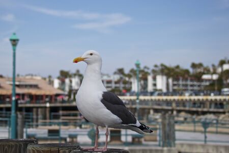 Seagull At The Redondo Pier on a sunny dayの写真素材