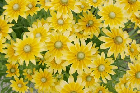 Yellow Daisiesの写真素材