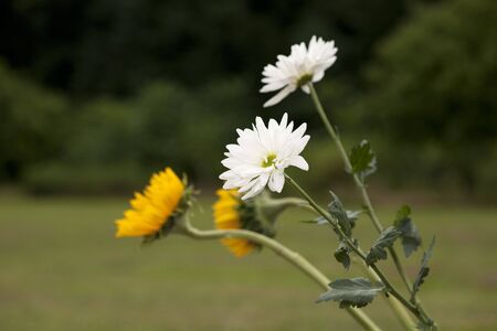 Flowers in the Fieldの写真素材