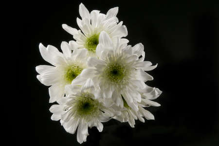 White Flowers