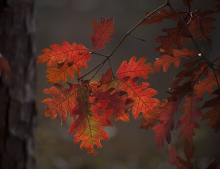 Autumn Leaves