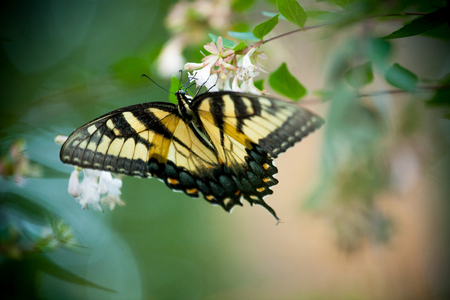 Yellow Butterfly on a White Flowering Bushの写真素材