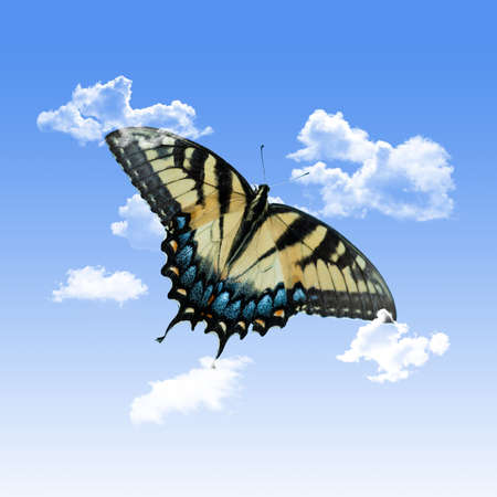 Yellow Butterfly with Clouds and a Blue Sky Backgroundの写真素材