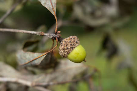 Green Acorns from an Oak Tree in the Early Autumnの写真素材