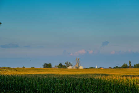 Cornfield at Sunset and Countrysideの写真素材