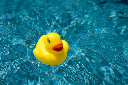 Yellow Rubber Duck Floating in Blue Water in a Swimming Poolの写真素材