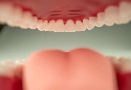 Dental Model of Teeth shot with Shallow Depth of Fieldの写真素材