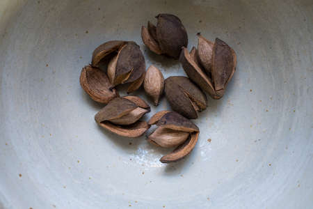 White Bowl with Several Hickory Nuts and Shellsの写真素材