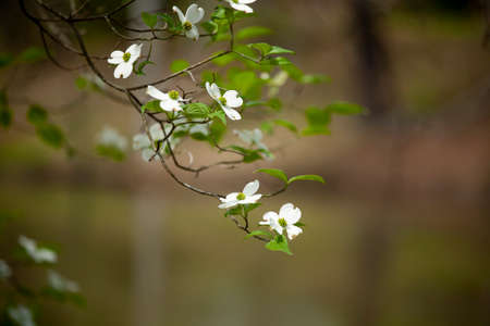 White Dogwood Tree Blooms in the Springtimeの写真素材