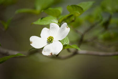 White Dogwood Tree Blooms in the Springtimeの写真素材