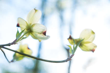 White Dogwood Bloom in the Springtimeの写真素材