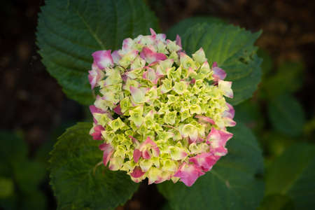 Pink Hydrangea Starting to Bloom in the Springtime