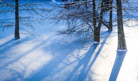 Frozen Pond with a Dusting of Snow and Bare Trees with Long Shadowsの写真素材