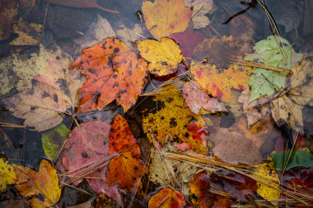 Colorful Leaves Floating in Clear Water in the Autumnの写真素材