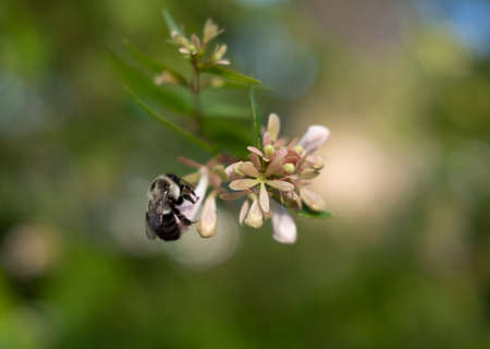Bumble Bee on a White Flower in the Summer Time