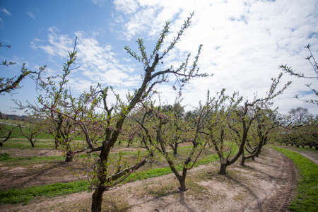 Row of Peach Trees in an Orchard as they Bloom in the Springの写真素材
