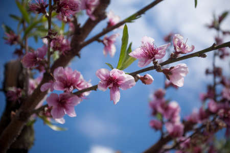 Pink Peach Blossoms in an Orchard in the Springtimeの写真素材