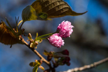 Pink Blossoms on a Tree in the Springtimeの写真素材