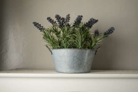 Lavender Plant in a Metal Container on a White Shelfの写真素材