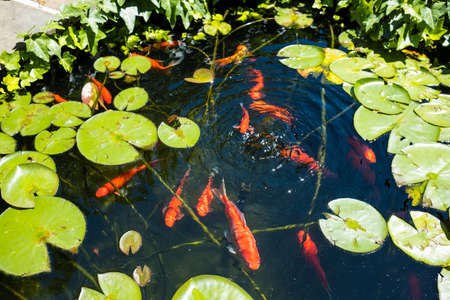 Large Goldfish in a Pond with Lilypadsの写真素材