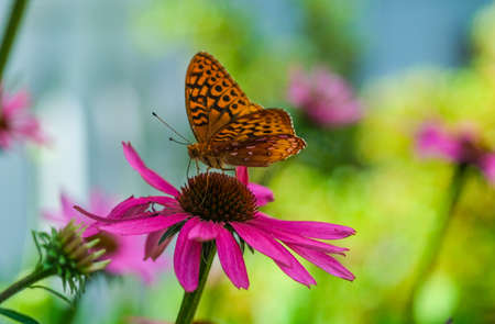 Small Butterfly on Pink Flower in the Summer