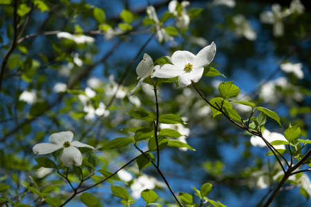 White Dogwood Blooms in the Springtimeの写真素材