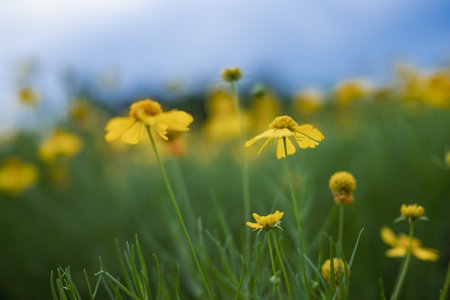 Little Yellow Flours on a Calm Overcast Eveningの写真素材