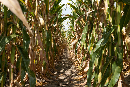 Corn Field in Autumn Ready to be Harvested