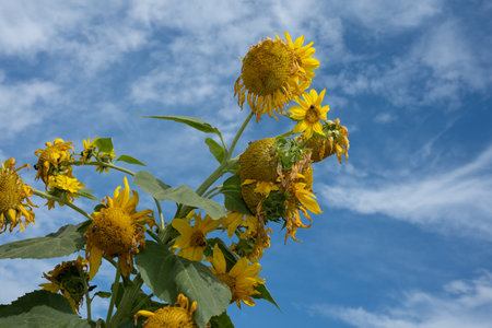 Sunflowers Reaching High Towards a Blue Sky with Cloudsの写真素材