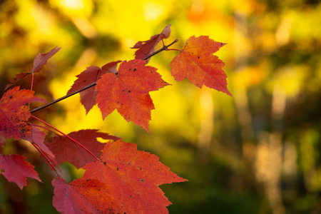 Close up Photograph of Leaves on a Tree Changing Vibrant Colors in Autumnの写真素材