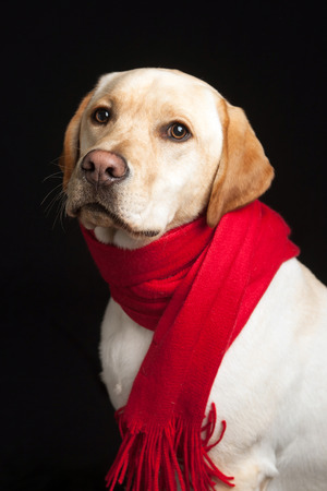 dog with red scarf posing for holiday studio portrait against black backdropの写真素材