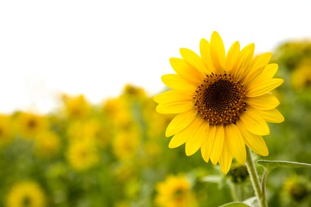 Field of sunflowers with focus on front sunflowerの写真素材