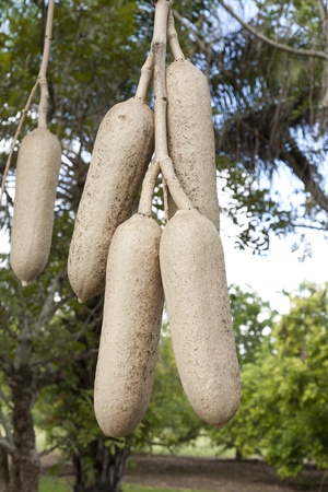 Fruit from the African Sausage Tree hangs from it's vine.The genus name comes from the Mozambican Bantu name, kigeli-keia, while the common name Sausage Tree refers to the long, sausage-like fruit.の写真素材