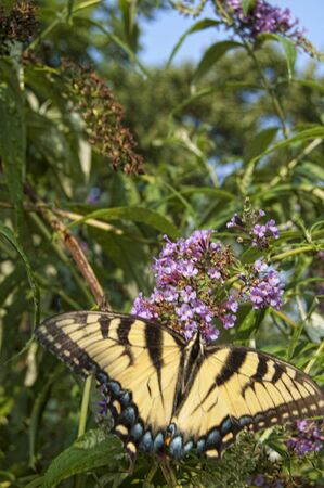 monarch butterfly on butterfly bushの写真素材