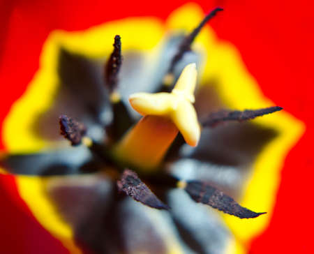 tulipの写真素材