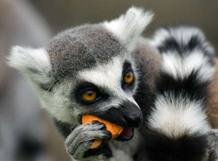Ring tailed Lemurの写真素材