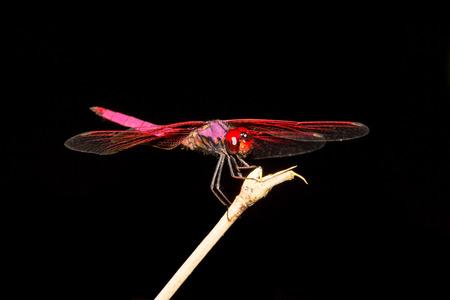 red dragonfly black backgroundの写真素材