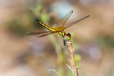 dragonfly on the stickの写真素材
