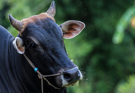 cow faceの写真素材